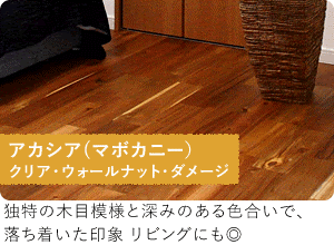 アカシア(マボカニー)